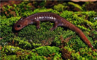 alt-「玉山之美」帶著台灣邁向國際舞台大步行-2