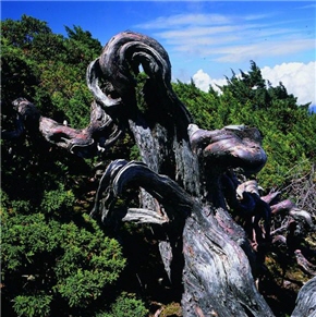 alt-「玉山之美」帶著台灣邁向國際舞台大步行-1