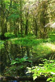 alt-生態寶庫─美國奧林匹克國家公園溫帶雨林（Olympic National Park）-2