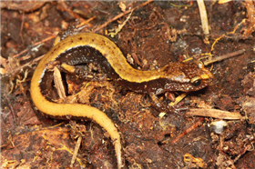 alt-生態寶庫─美國奧林匹克國家公園溫帶雨林（Olympic National Park）-1
