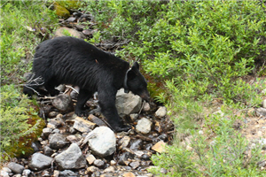 alt-班夫國家公園─加拿大洛磯山脈國家公園的最佳主角（下）-4