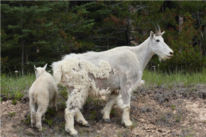 alt-賈士伯國家公園(下) ─洛磯山脈最大的國家公園-4