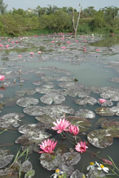 alt-2008台灣濕地年起跑  營建署長林欽榮邀媒體朋友領略濕地之美-1