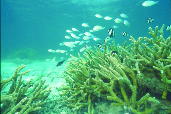 環礁湖內景觀