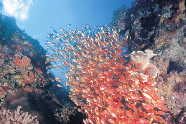 墾丁海域的珊瑚魚群