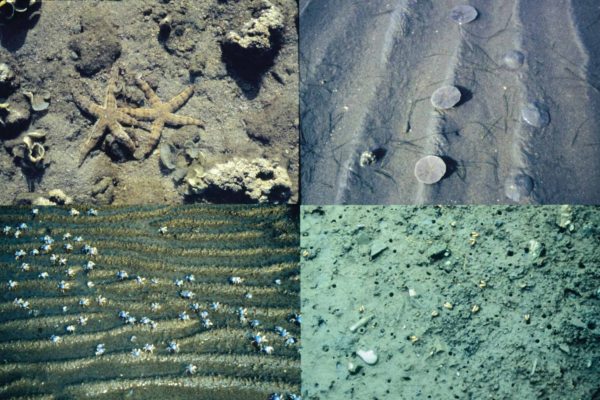 沙地潮間帶的眾多生物