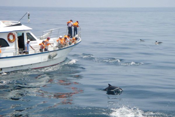 飛越於海平面上的鯨豚