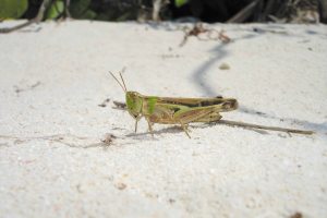 花脛綠紋蝗