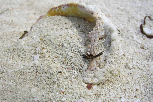 珊瑚礁塊與貝殼沙地質