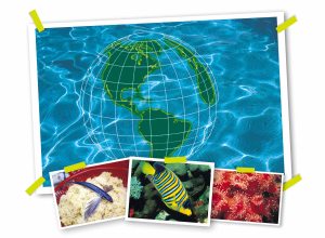 左飛魚/中帝王神仙魚/右紅海葵