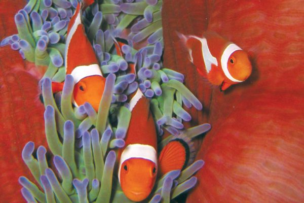 克氏海葵﹝小丑魚﹞