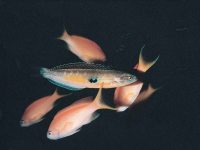 眼斑擬蓋魚