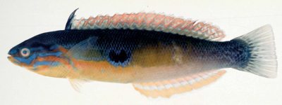眼斑擬蓋魚