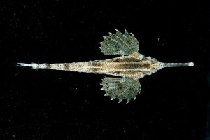 飛海蛾魚