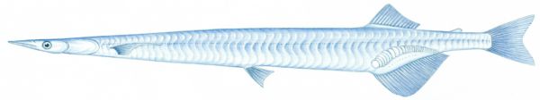 有明銀魚