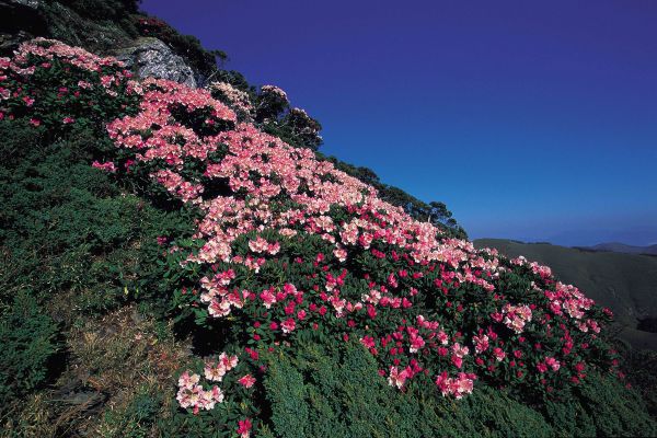 玉山杜鵑