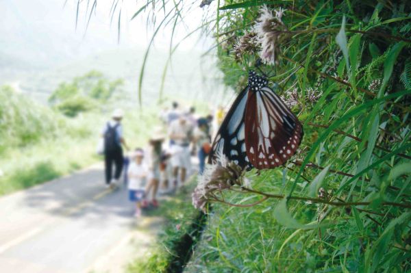 正在吸食澤蘭的青斑蝶