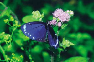 紫斑蝶
