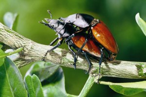 交尾中之紅圓翅鍬形蟲