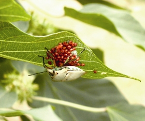 黃盾背樁象護卵