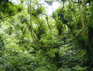 伊斯基安娜生態區內原始雨林風貌
