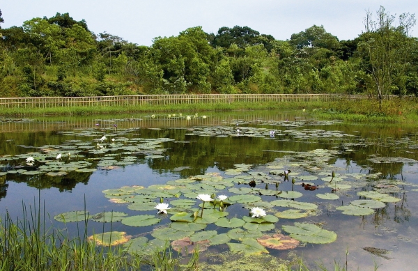 生態水池