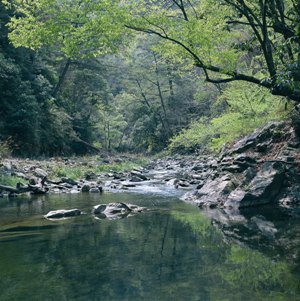 雪霸國家公園七家灣溪