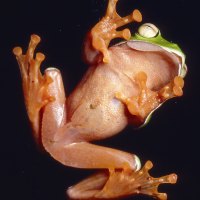 橙腹樹蛙的橘色肚子
