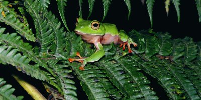 橙腹樹蛙
