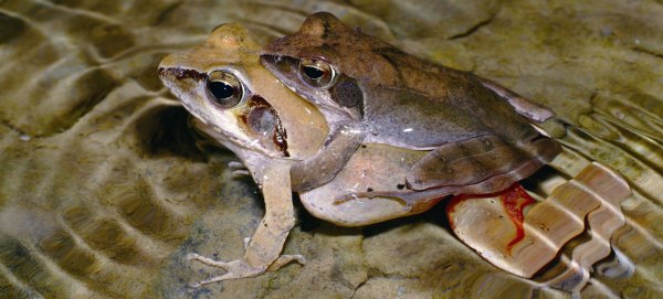 梭德氏赤蛙配對