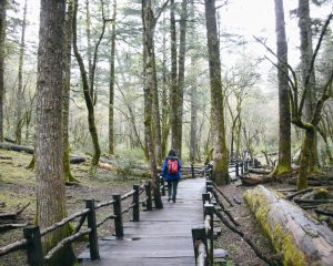 玉龍雪山步行木棧道