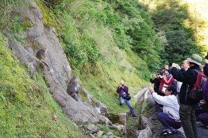 觀察台灣獼猴生態