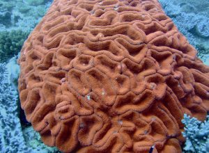 聯合瓣葉珊瑚