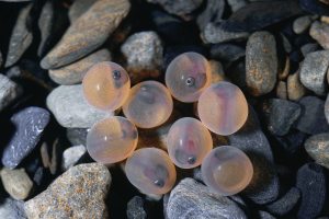 台灣櫻花鉤吻鮭魚卵