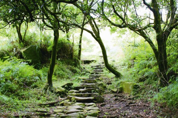 陽明山古道