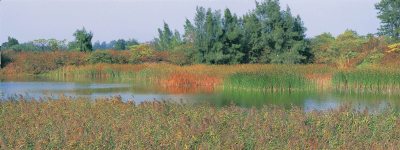 金門慈湖附近溼地