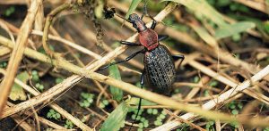 台灣擬食蝸步行蟲