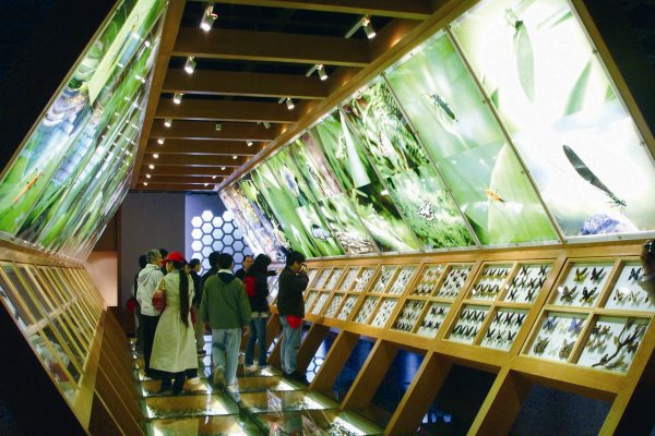 昆明博物館內六角形昆蟲標本展示區
