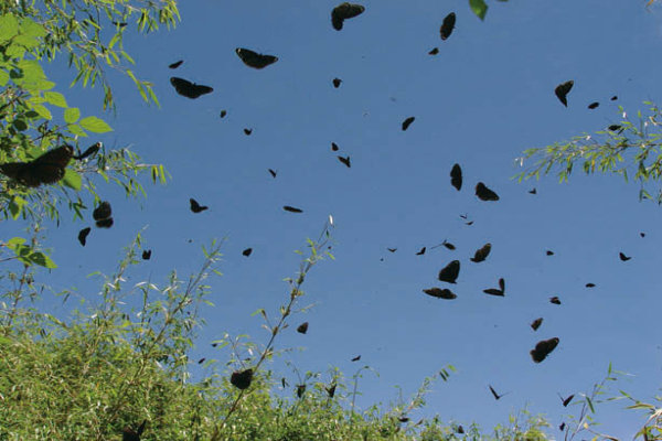 大量紫斑蝶飛舞