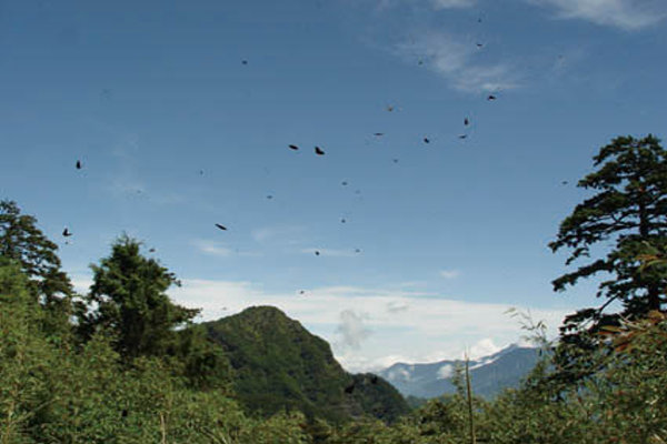 紫斑蝶飛越塔塔加盛況