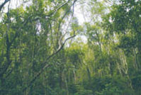 大武地區浸水營古道