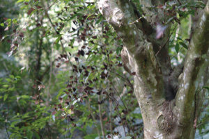 台東大溪的紫斑蝶越冬族群