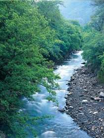 樹梢透嫩綠，溪水透心涼。雪霸國家公園七家灣溪除美景動人，溪流更孕育了珍貴物種/吳志學攝