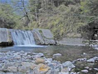 七家灣溪的水庫和攔沙壩對生態系的影響巨大，上下流物種的基因交流也完全被阻絕/林幸助提供