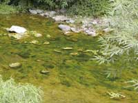 武凌地區的有勝溪已變優養化/林幸助提供