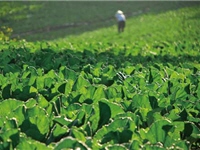 在享受甜美高山蔬果時，可曾想到這代價竟是由溪流償付？/呂建毅攝