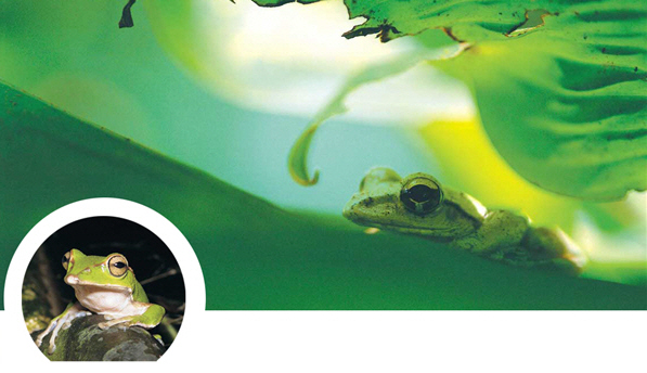 翡翠樹蛙及褐樹蛙是台灣特有種