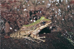 斯文豪氏赤蛙是溪流常見蛙類／李鵬翔攝