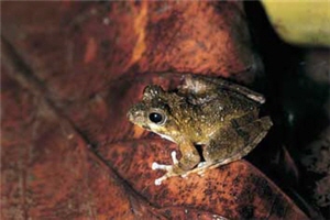 日本樹蛙又稱溫泉蛙，可溫至攝氏43度，是十分特別的蛙類/李鵬翔攝