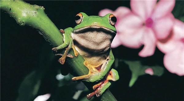 莫氏樹蛙是台灣特有種，廣泛分佈於全省中低海拔的山區／李鵬翔攝